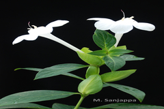Barleria grandiflora